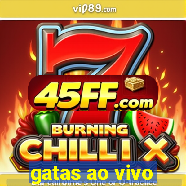 gatas ao vivo